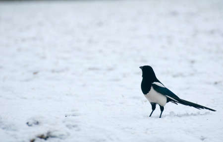 magpieの写真素材