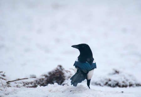 magpieの写真素材