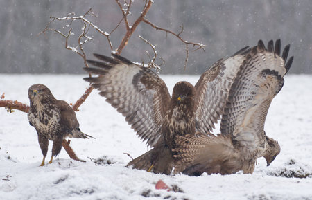 Buzzard