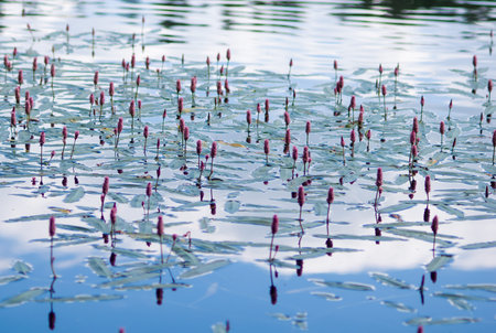 Persicaria amphibia