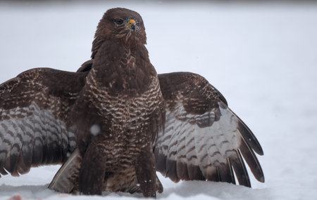 Buzzard