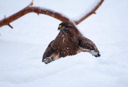 Buzzard