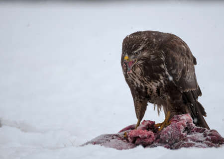 Buzzardの写真素材