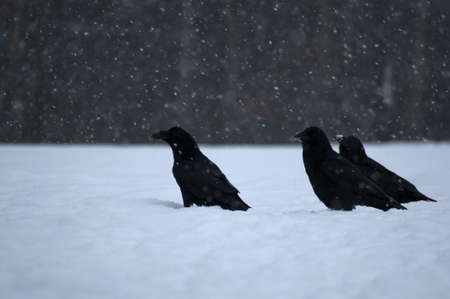 Ravenの写真素材