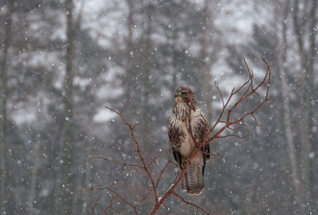 Buzzard