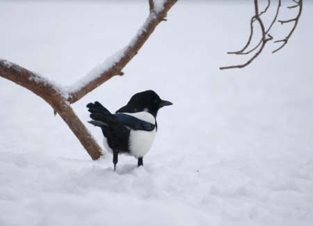 Magpieの写真素材