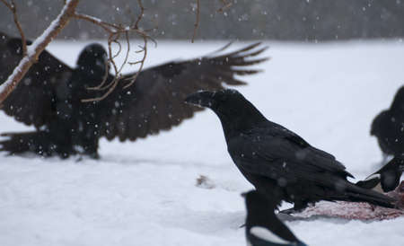 Ravenの写真素材