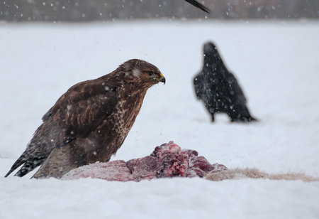 Buzzard