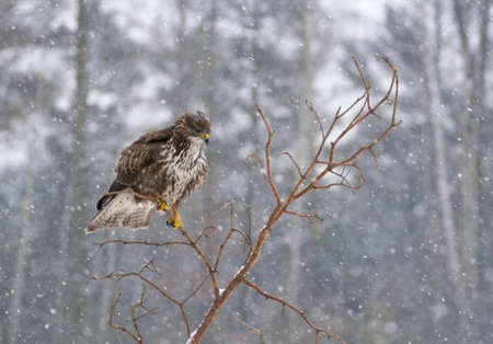 Buzzardの写真素材