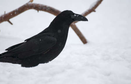 Ravenの写真素材