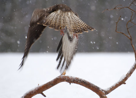 Buzzardの写真素材