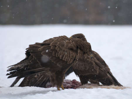 Buzzardの写真素材