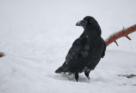 Ravenの写真素材