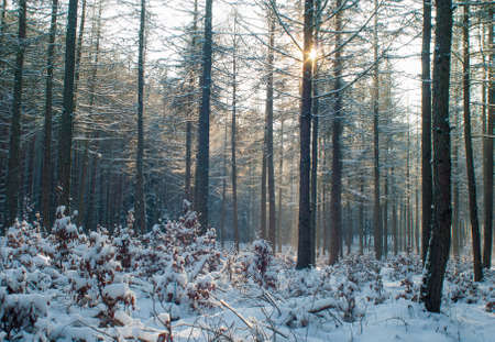 Winter forestの写真素材