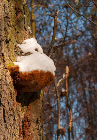 Oak and fungus on a treeの写真素材