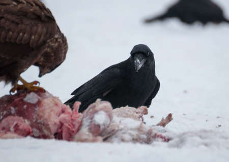 Ravenの写真素材