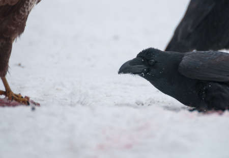 Ravenの写真素材