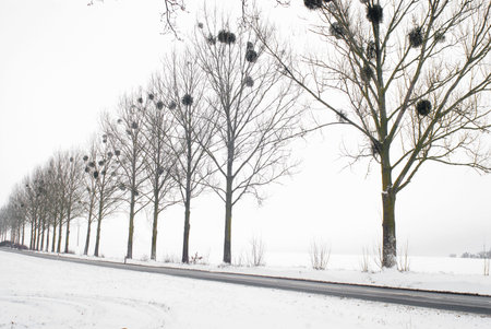 winter roadの写真素材