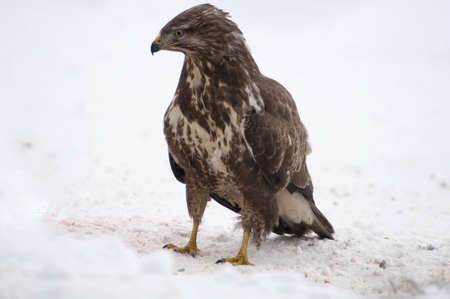 Buzzardの写真素材