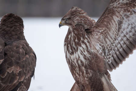 Buzzardの写真素材