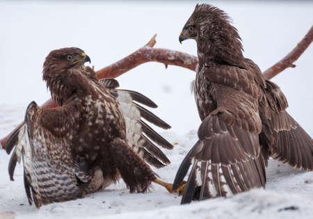 Buzzard fightの写真素材