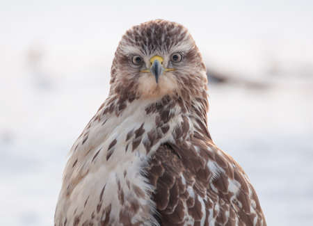 Buzzardの写真素材