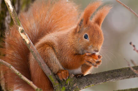 Squirrelの写真素材
