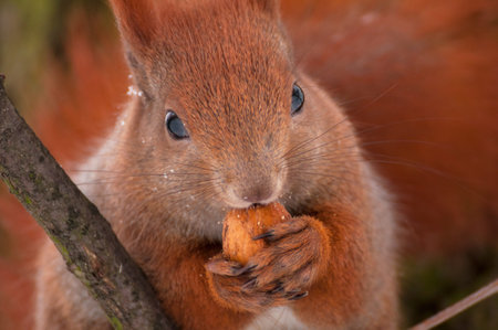Squirrel