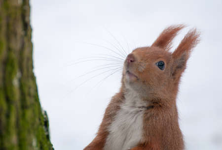 Squirrelの写真素材