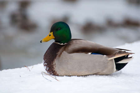 Mallardの写真素材