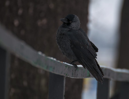 Jackdaw