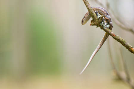 Lizardの写真素材