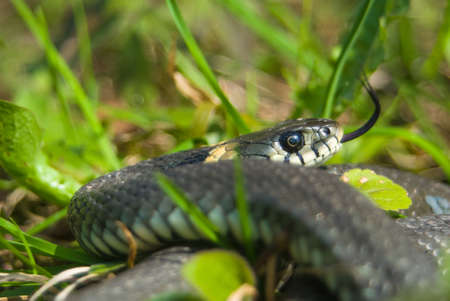 Grass snakeの写真素材
