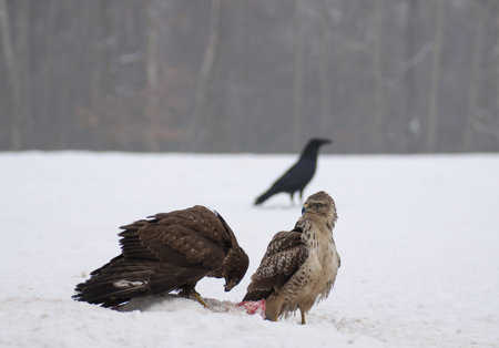 Buzzard