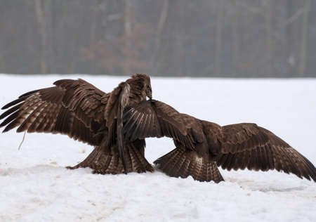 Buzzard fightの写真素材