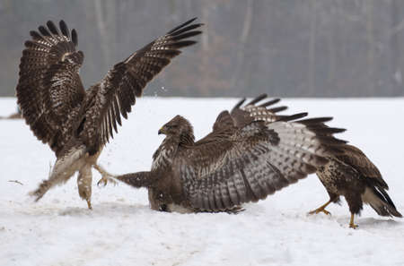 Buzzard fightの写真素材