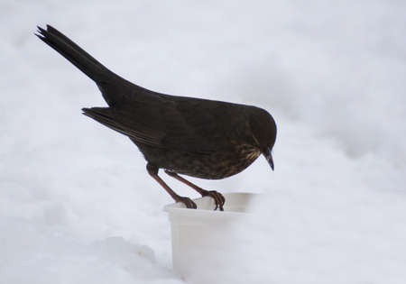 Blackbirdの写真素材