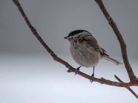 Poecile palustrisの写真素材