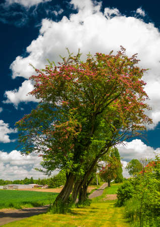 Howthornの写真素材