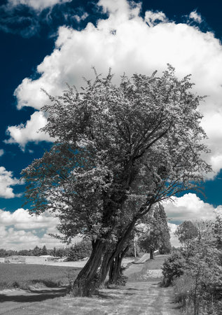 Howthornの写真素材