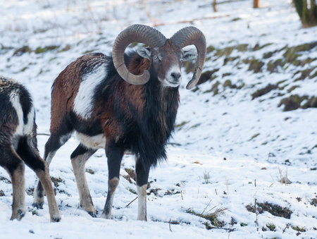 Mouflonの写真素材