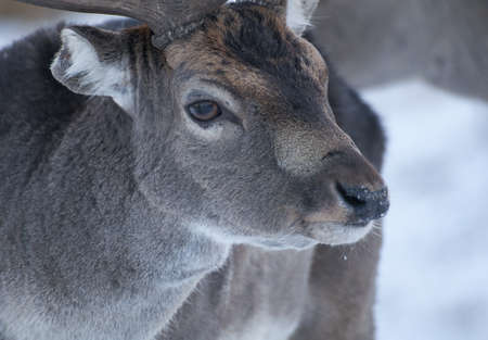 Fallowの写真素材