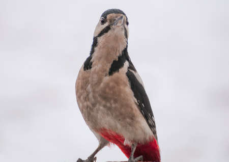 Woodpeckerの写真素材