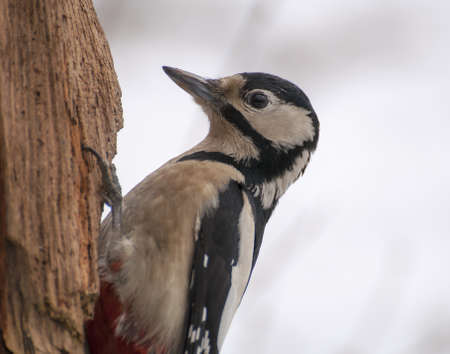 Woodpeckerの写真素材