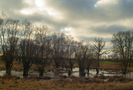 Willows