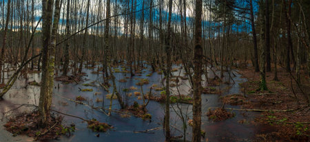 Swamp birch winter