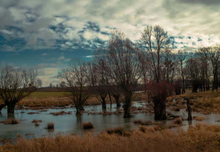 Willowsの写真素材