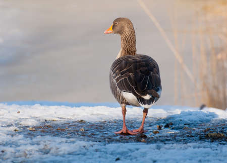Gooseの写真素材