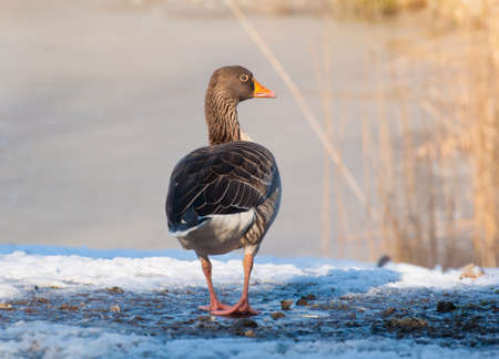 Gooseの写真素材