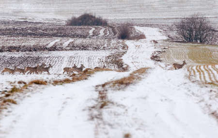 Herd of deerの写真素材